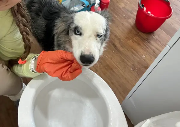 A person in gloves is working near a toilet, surrounded by cleaning supplies and a red bucket on a wooden floor.